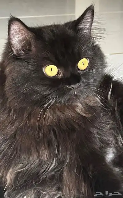 قطط للتبني في ولي العهد مكه المكرمه index