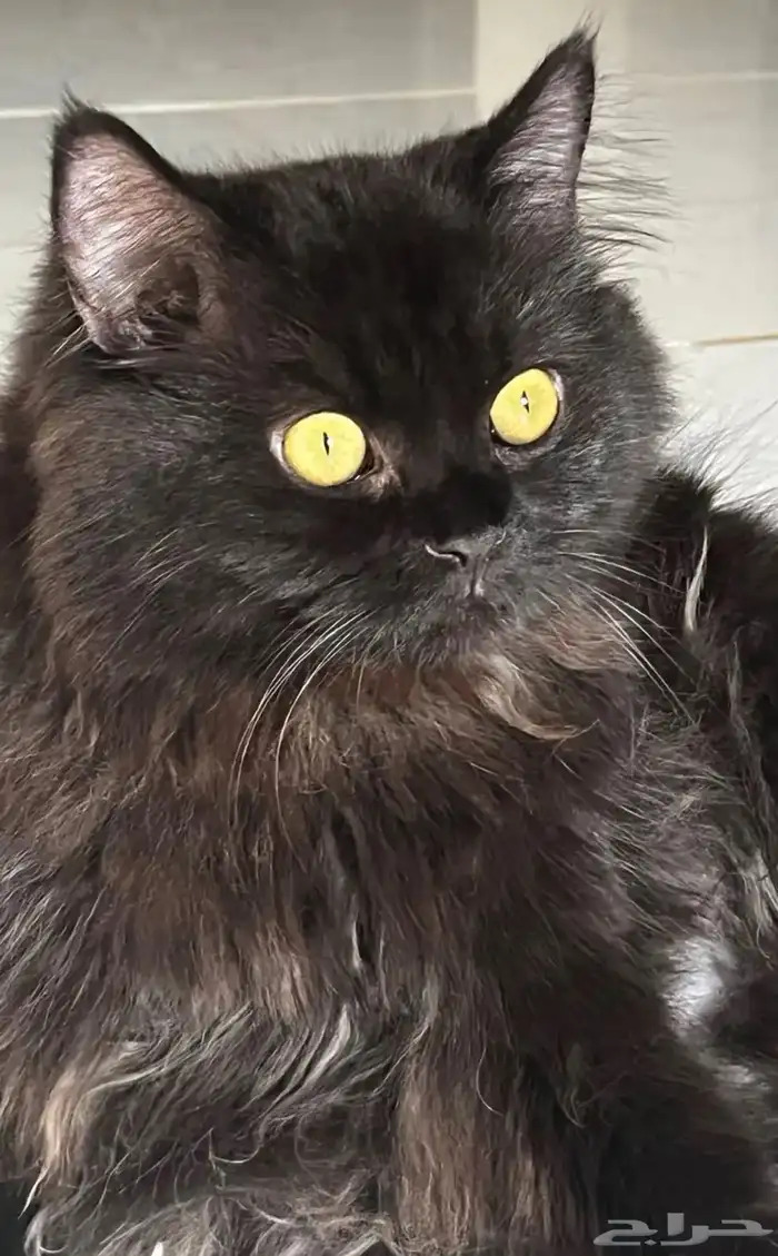 قطط للتبني في ولي العهد مكه المكرمه 0