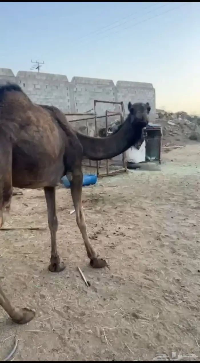 رباع للبيع 0