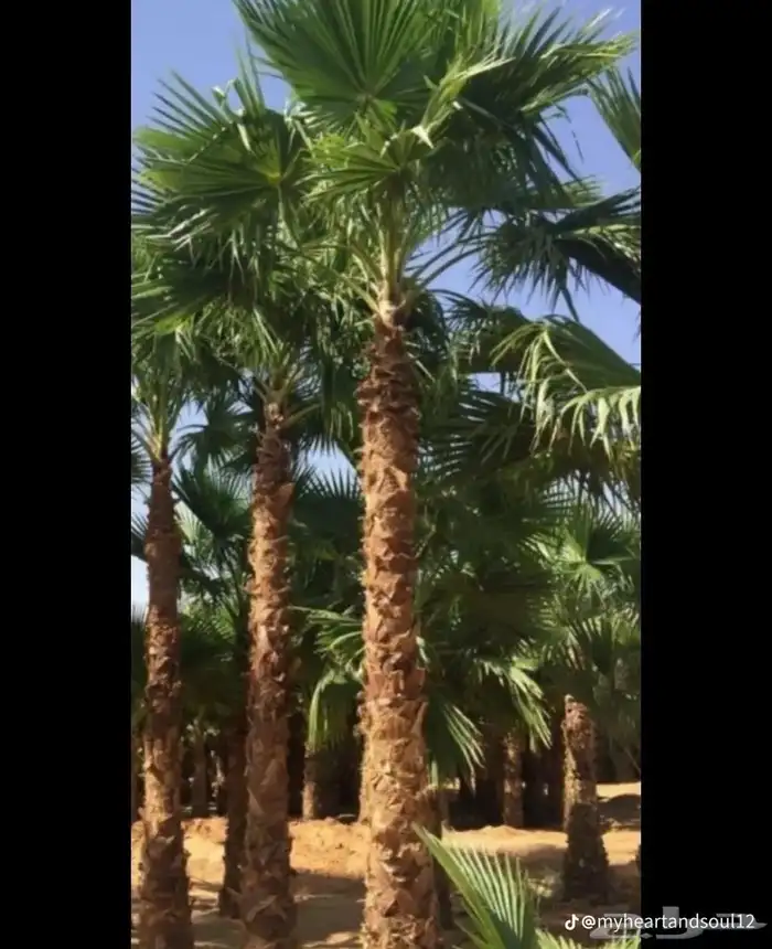 نخل واشنطني من اجود انواع النخل جده 2