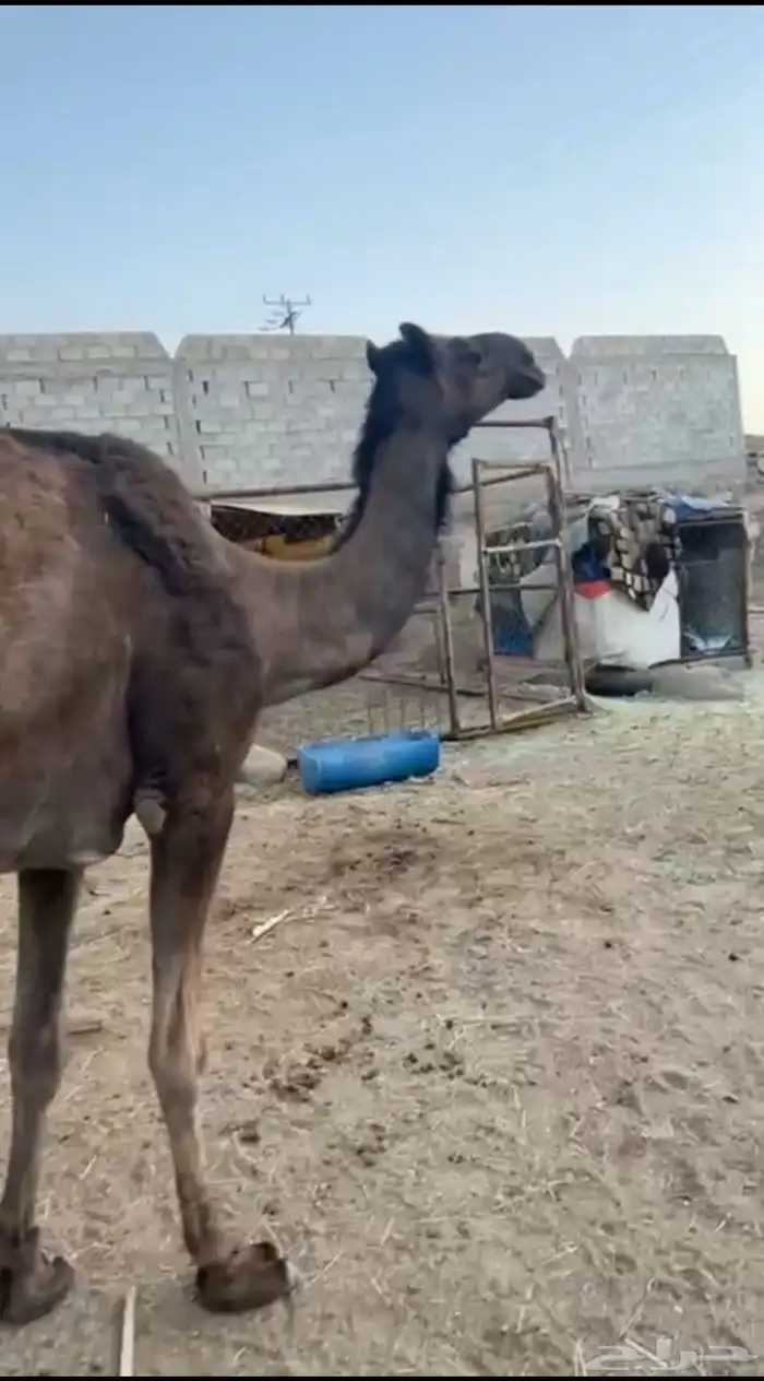 رباع للبيع 1