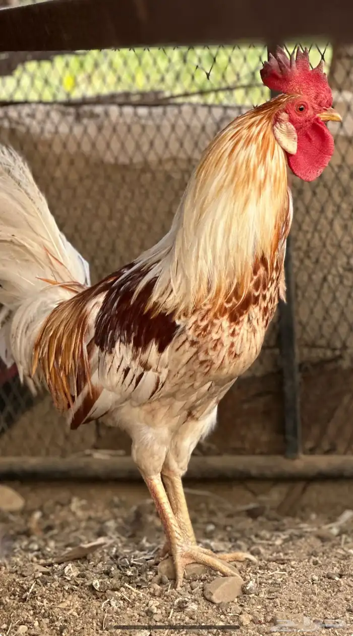 الوان جميلة دجاج بلدي ديك ودجاجة مع بيض 0