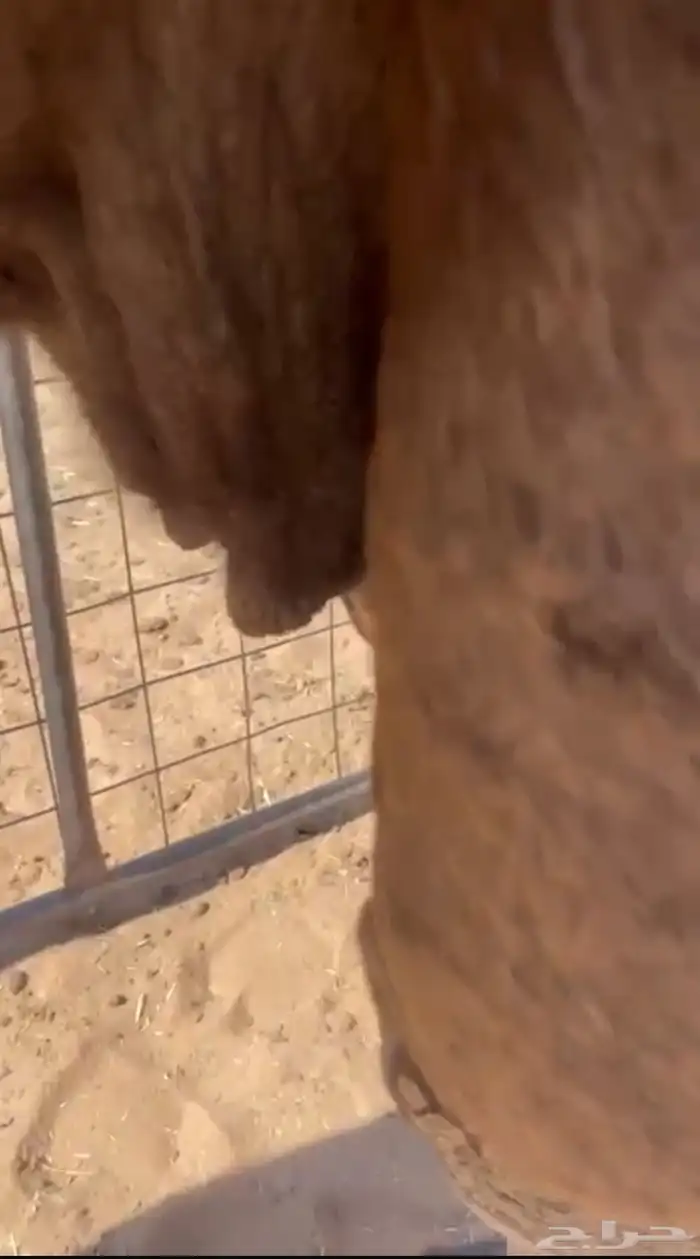 ضريبه صفرا جاهزه للبعير للبيع 2