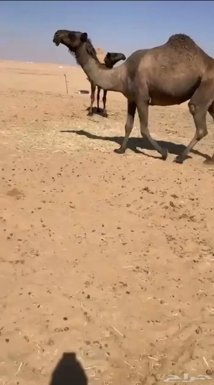 ضريبه صفرا جاهزه للبعير للبيع 0