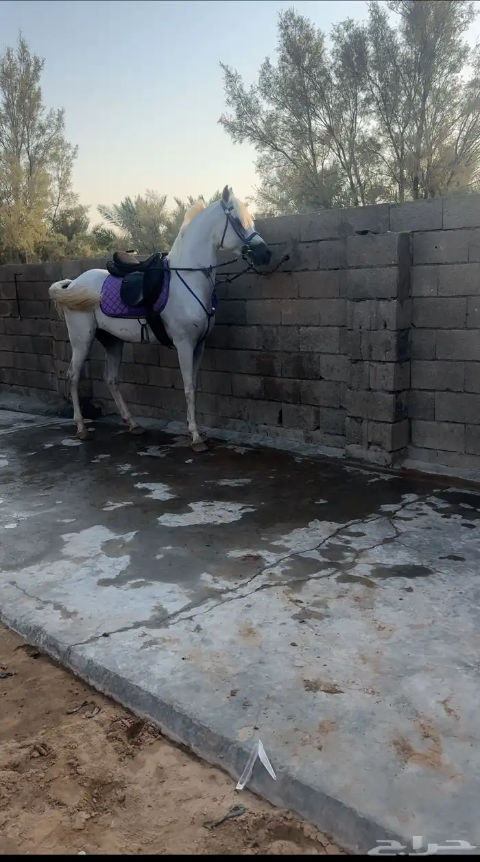 حصان واهو والبيع شعبي 1