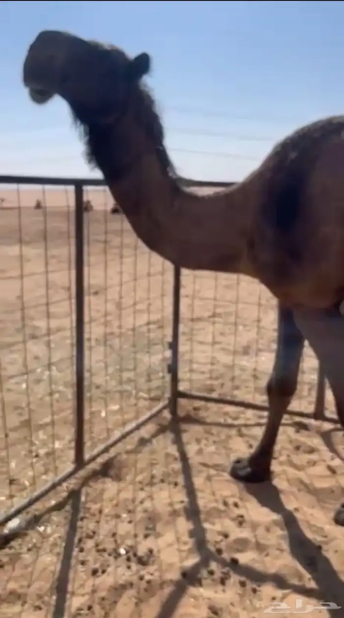 ضريبه صفرا جاهزه للبعير للبيع 1