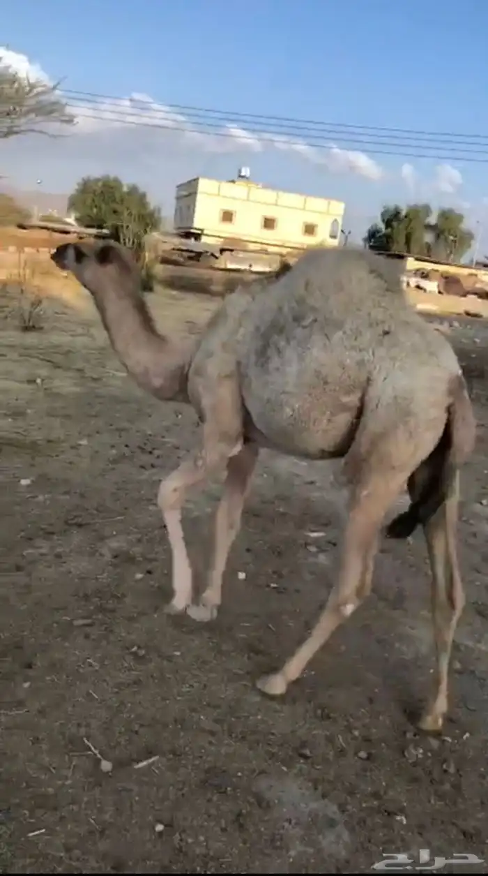 بكره مفروده للبيع اثمان 2