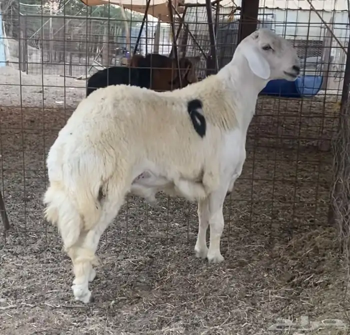 مشاريع فحول حريه صنف الصنف 3