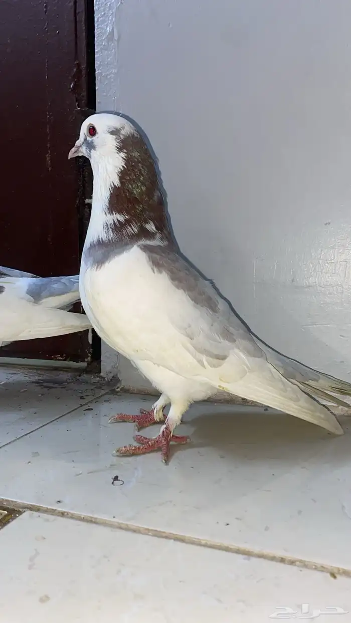 حمام للبيع 3