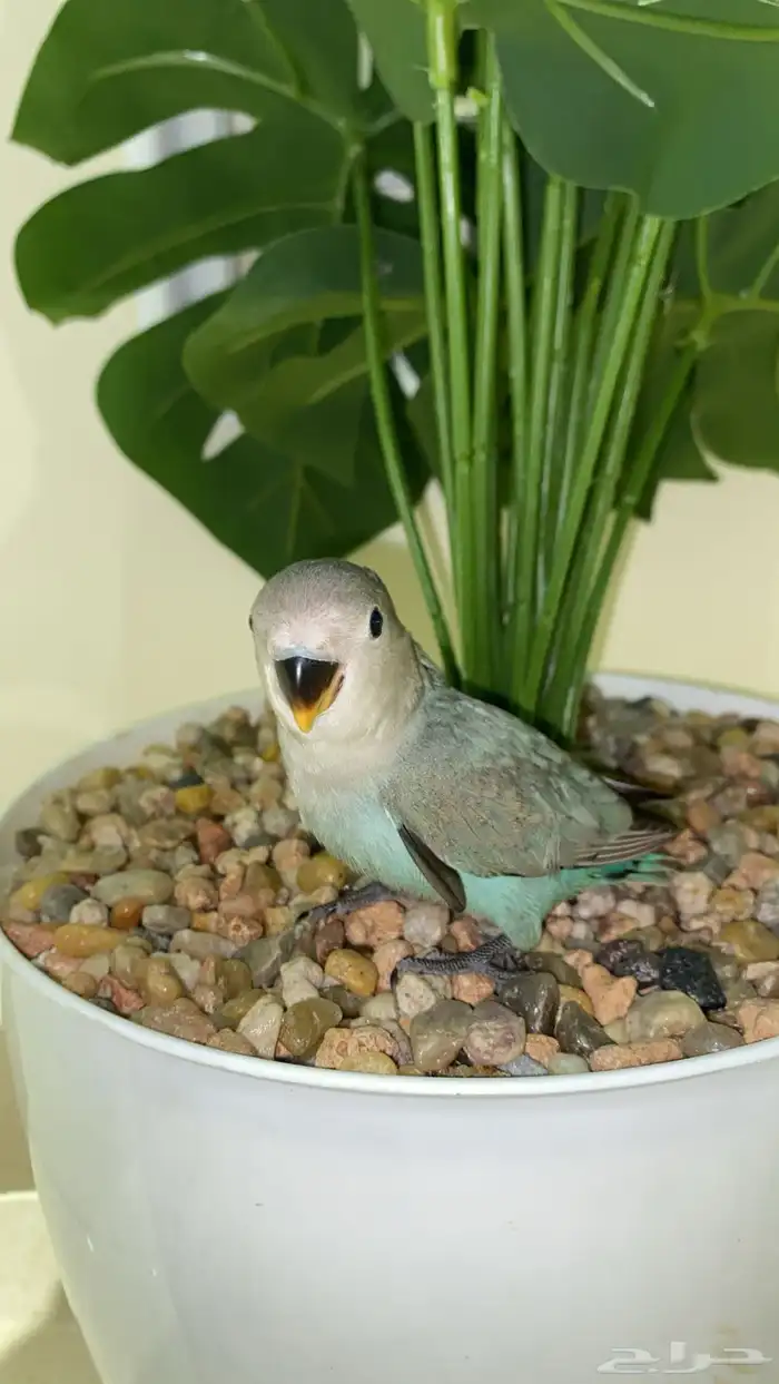 فرخ روز (( تممم البيعع )) 0