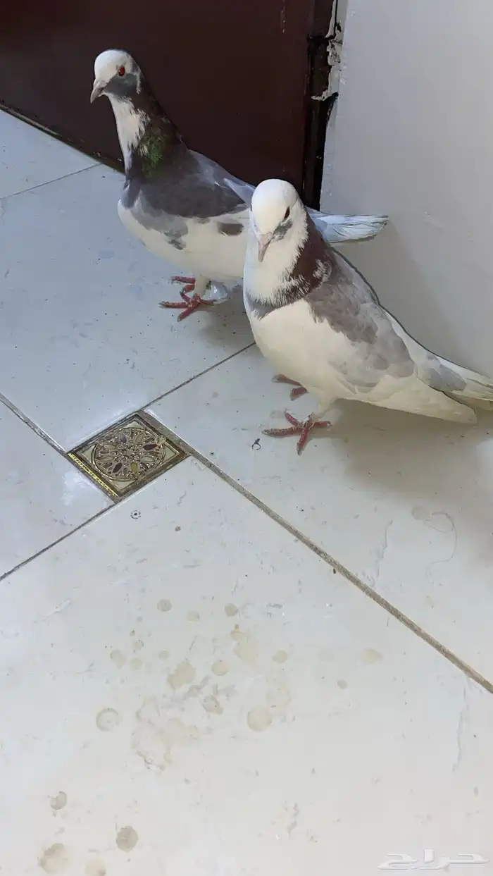 حمام للبيع 2