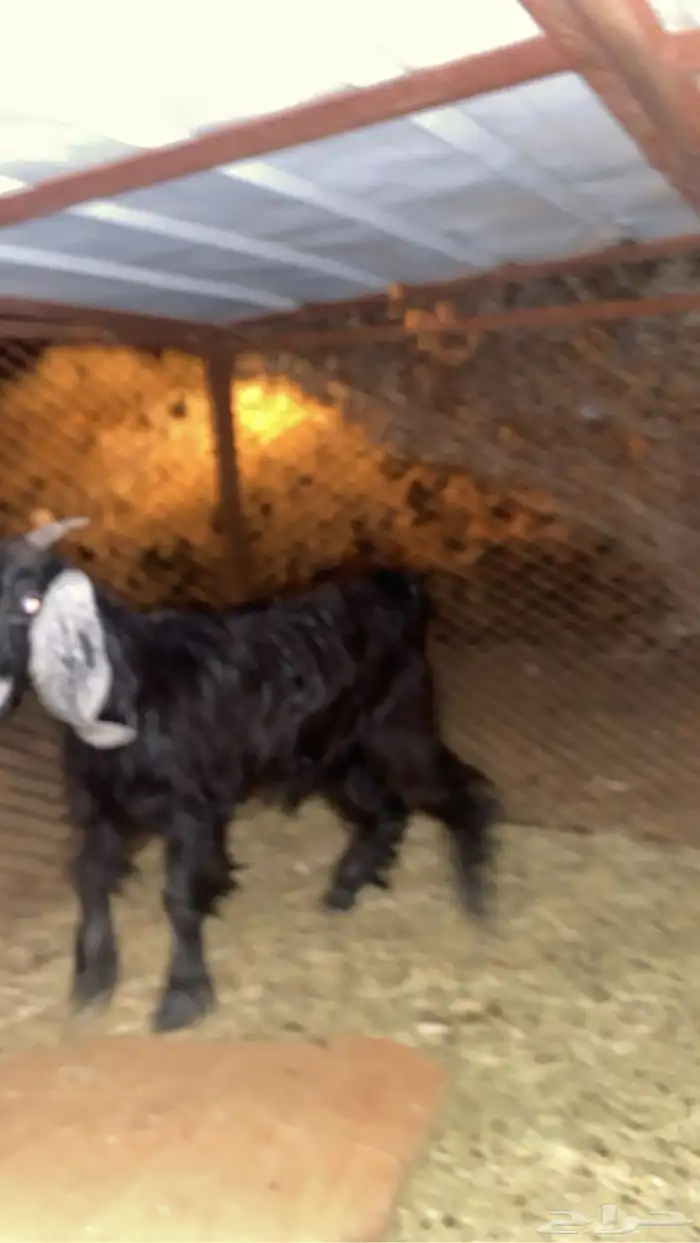 جفره للبيع 1