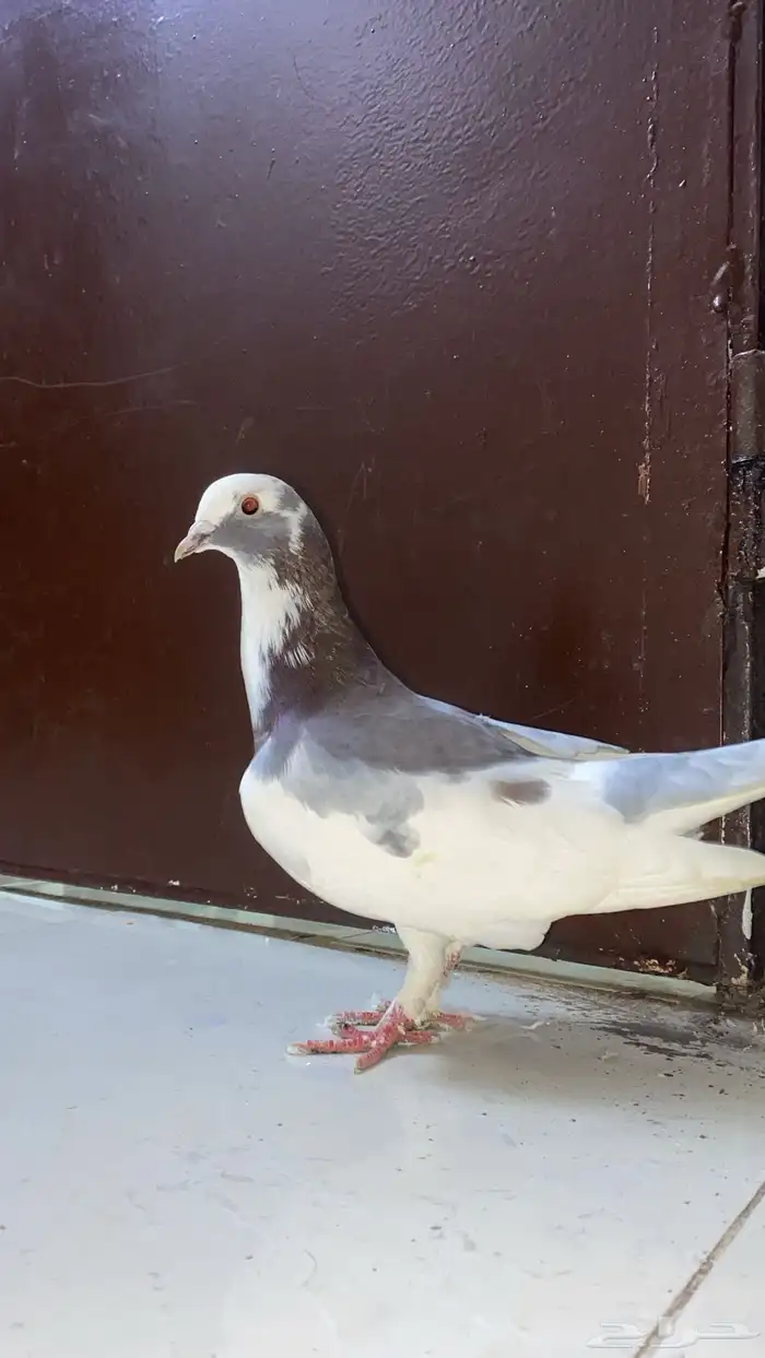 حمام للبيع 4