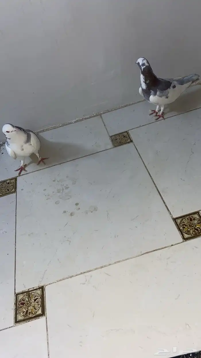 حمام للبيع 0