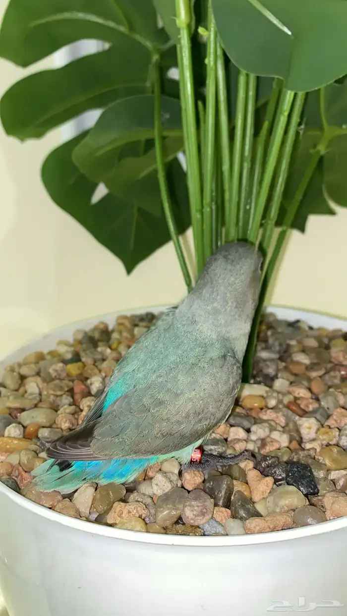 فرخ روز (( تممم البيعع )) 1