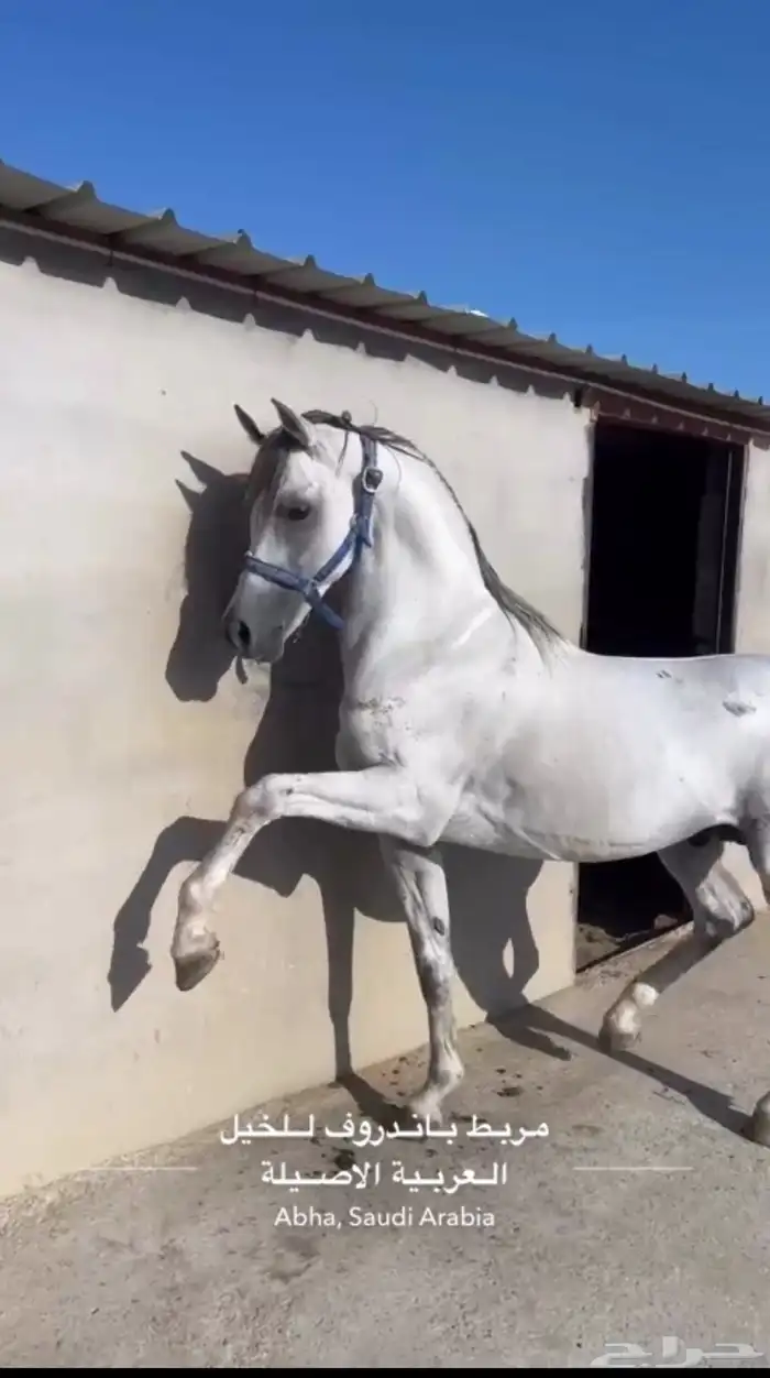 حصان واهو فاخر حفيد غزال الشقب 1
