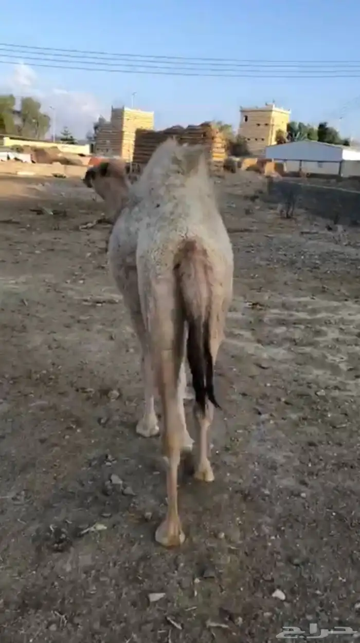 بكره مفروده للبيع اثمان 4