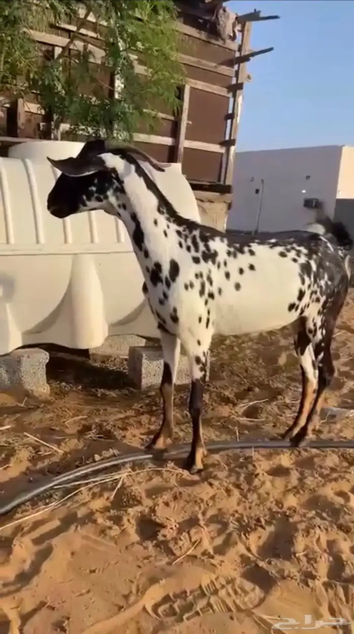 عنز فاخره ) السن سديس) دافع لع 4 شهور 0