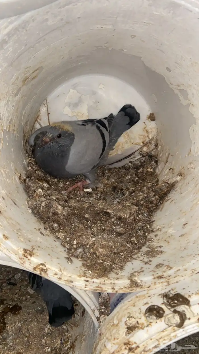 فراخ حمام زاجل 10