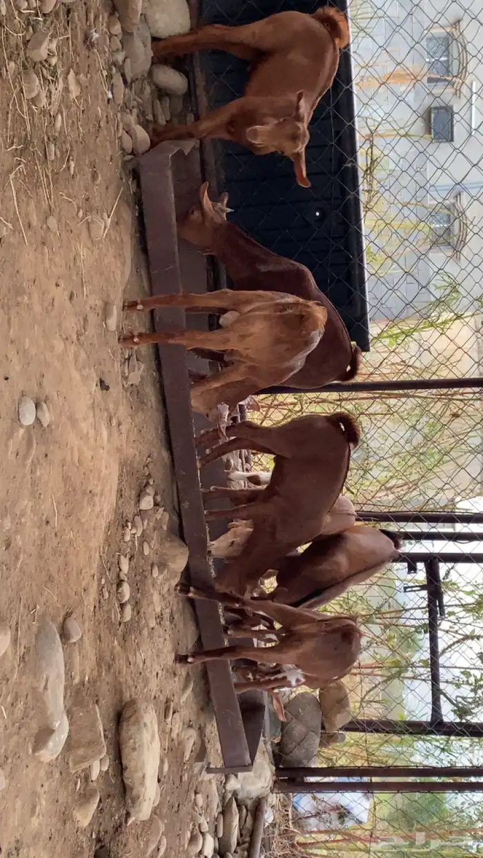 بهم مندي العمر من شهرين الى ثلاث شهور العدد 7 0