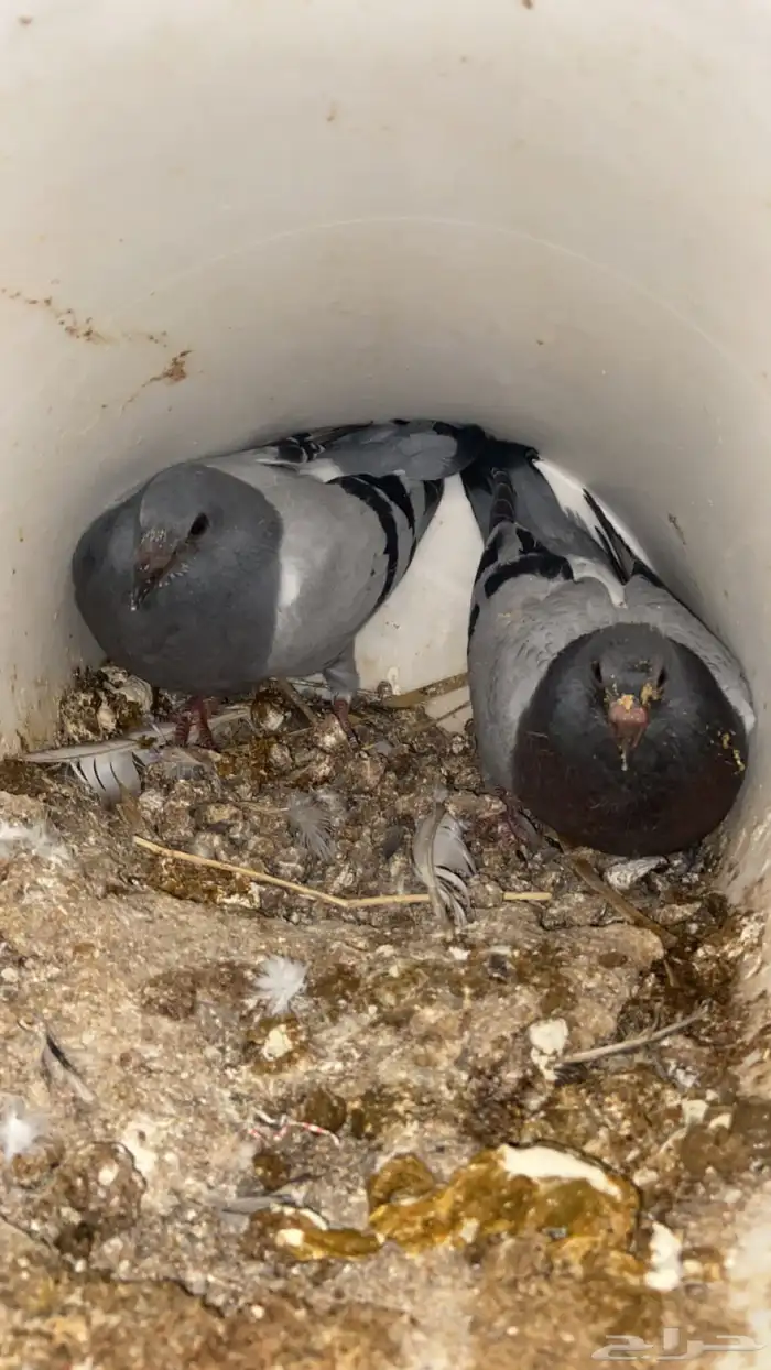 فراخ حمام زاجل 5