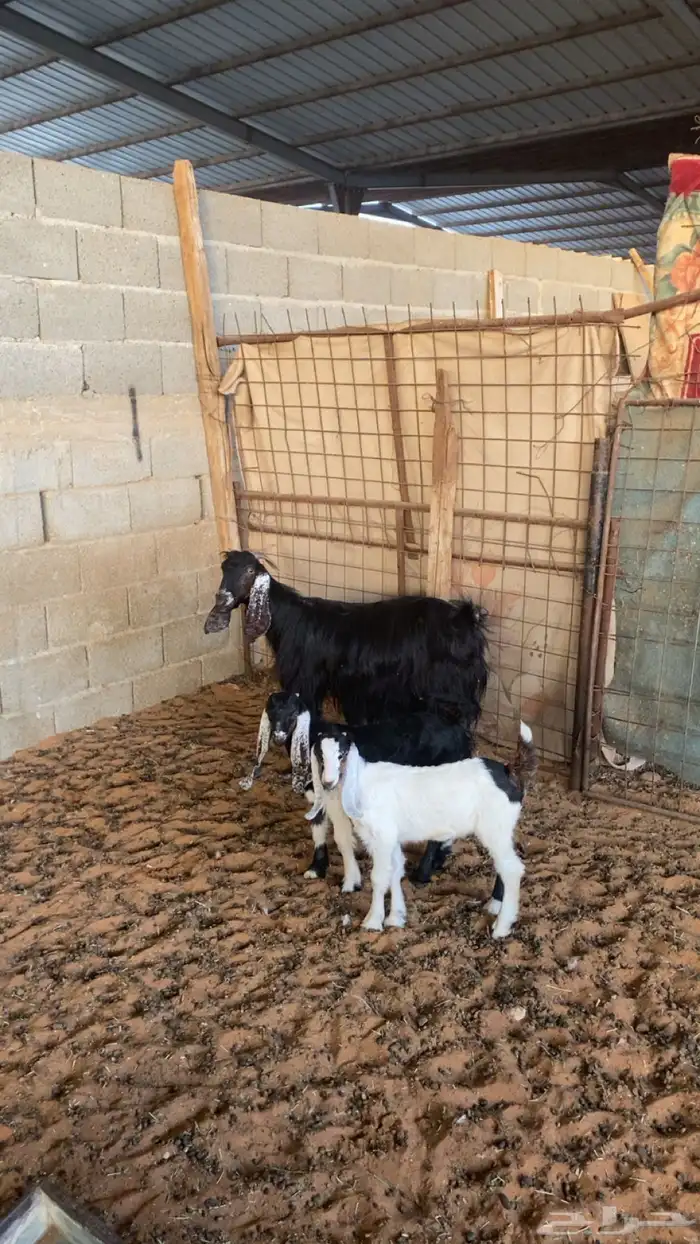 عنز تحتها اثنين 0