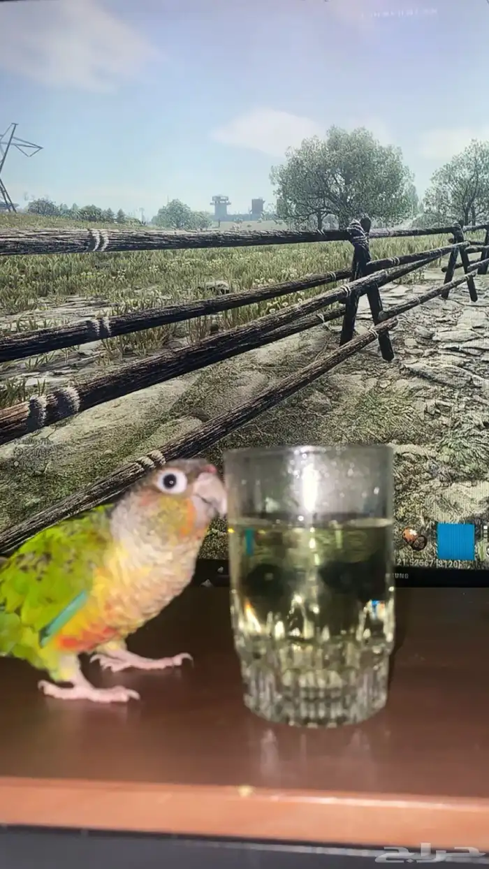 ببغاء كنيور ( أليف   يرقص   يتكلم ) 2