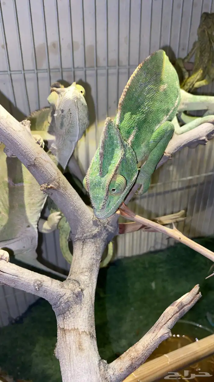 حرباء تغير الوان 6