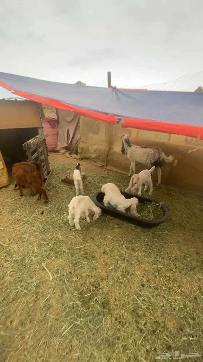 معزا وحده عارضيه ووحده هولنديه 0