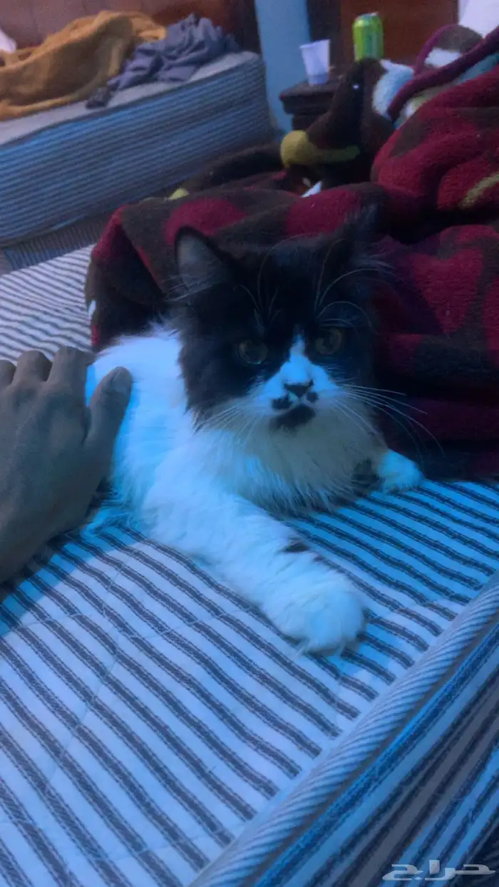 ثلاث قطط لطيفه وحلوه 1