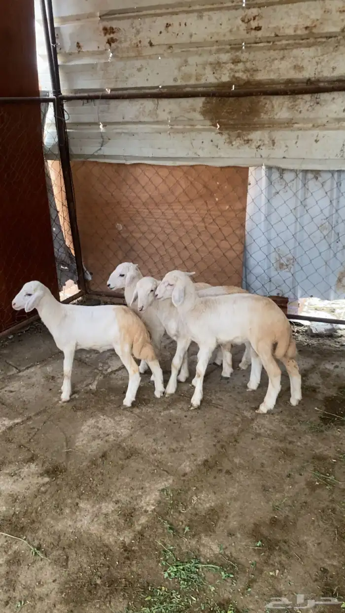 فران حري نضاف 2