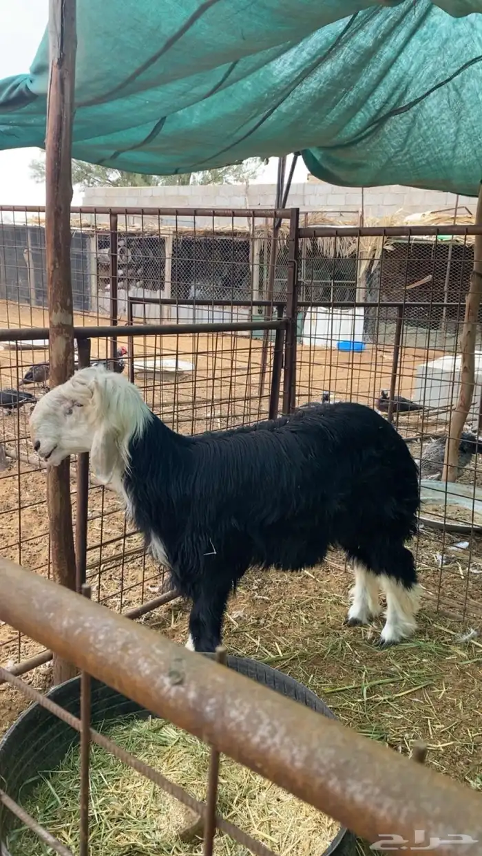 نجدي العمر 7 شهور 1