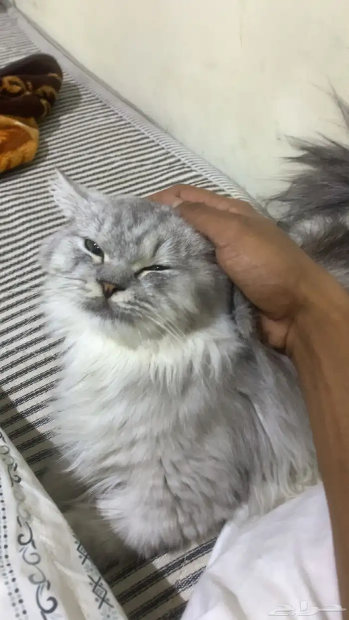 ثلاث قطط لطيفه وحلوه 0