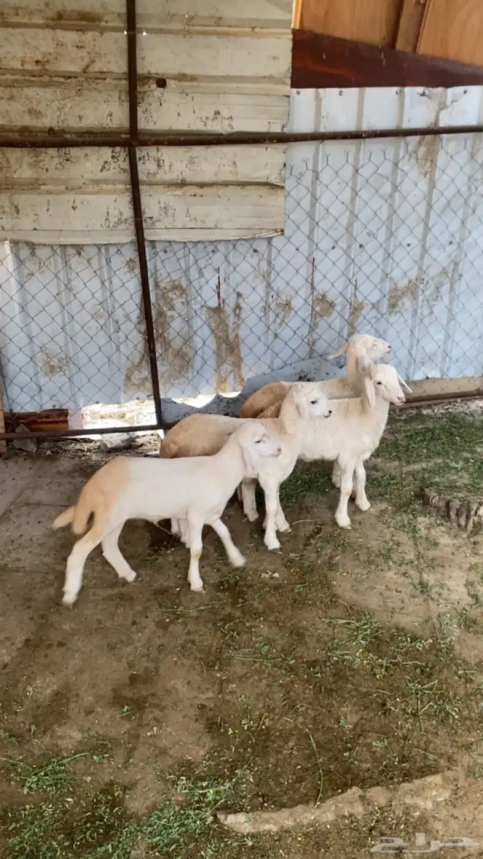 فران حري نضاف 1