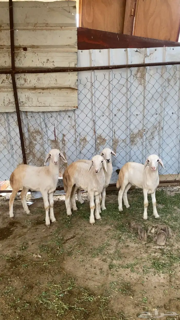 فران حري نضاف 3