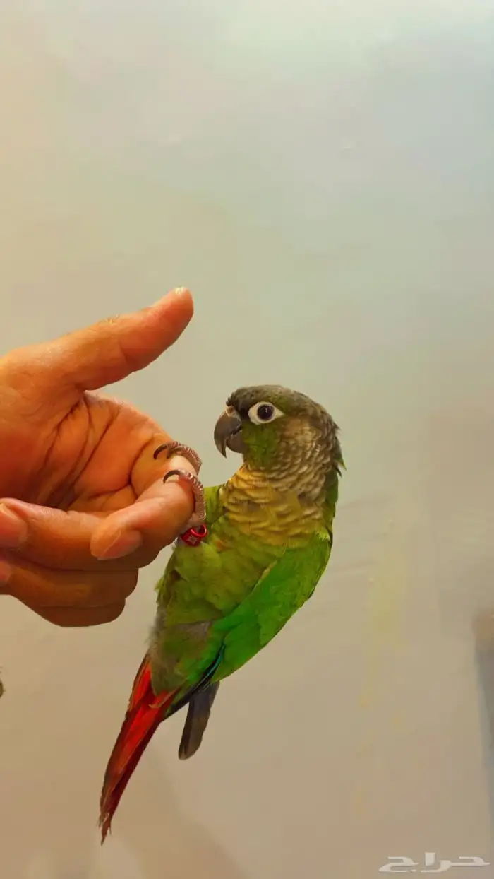 كنيور قرين شك تم البيع خارج الموقع 0