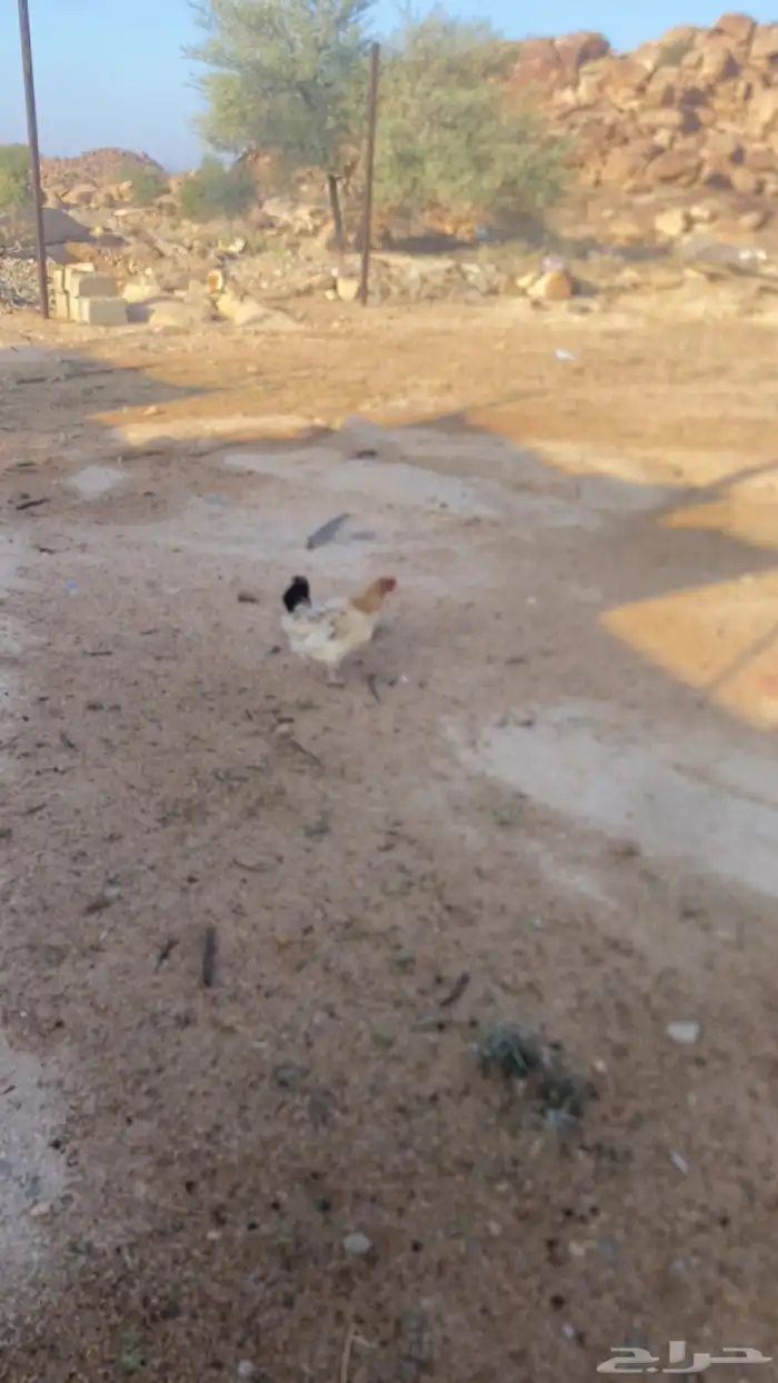 دجاج بلدي 1