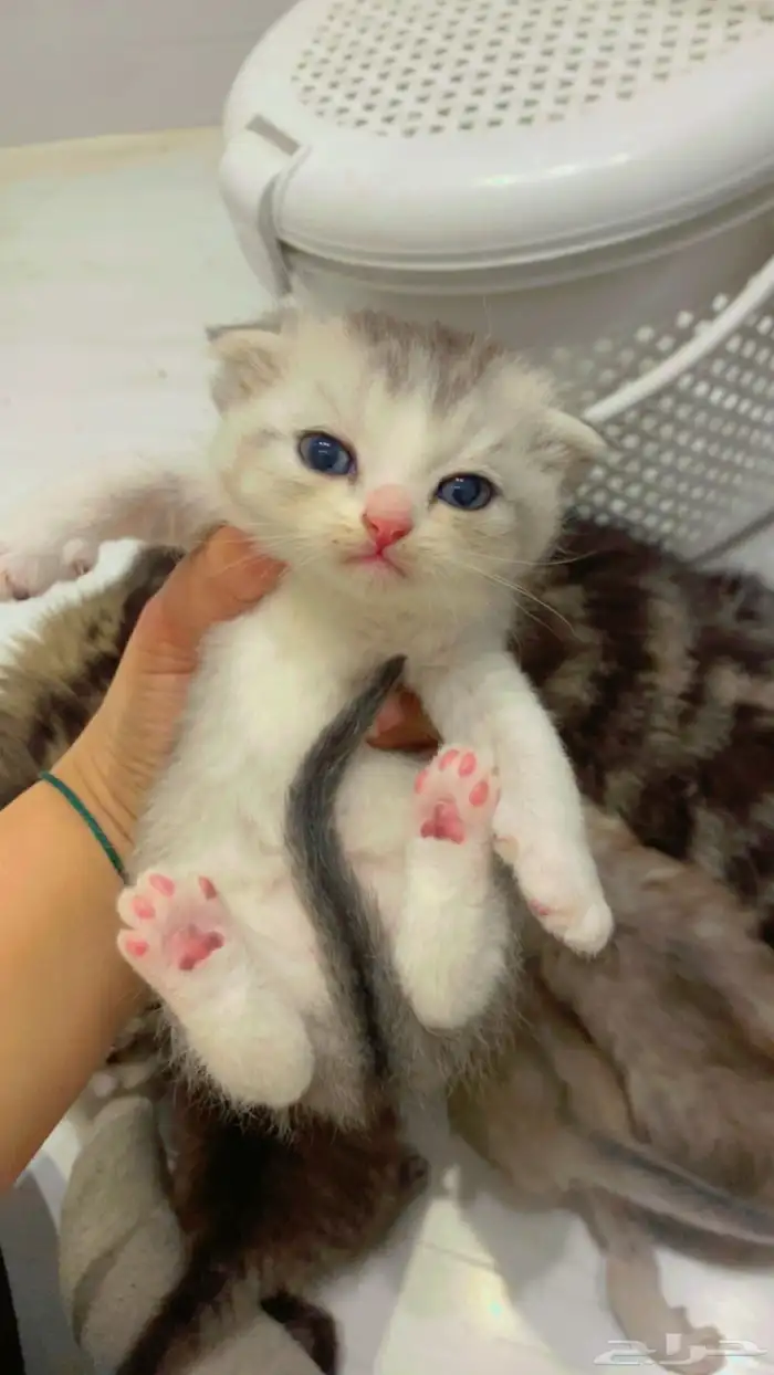 قطه للتبني مع اطفالها 4