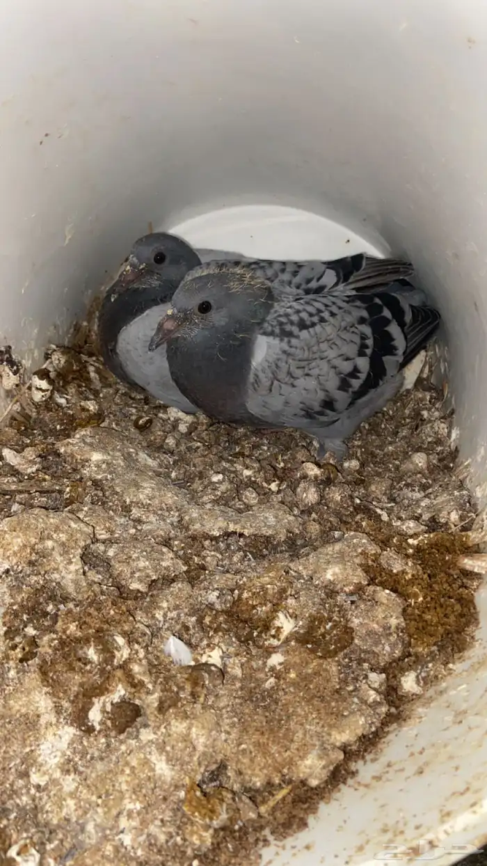 فراخ حمام زاجل 6