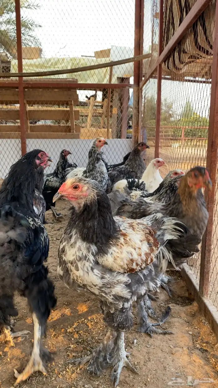 فراريج براهما وبراهما هجين تركي 0