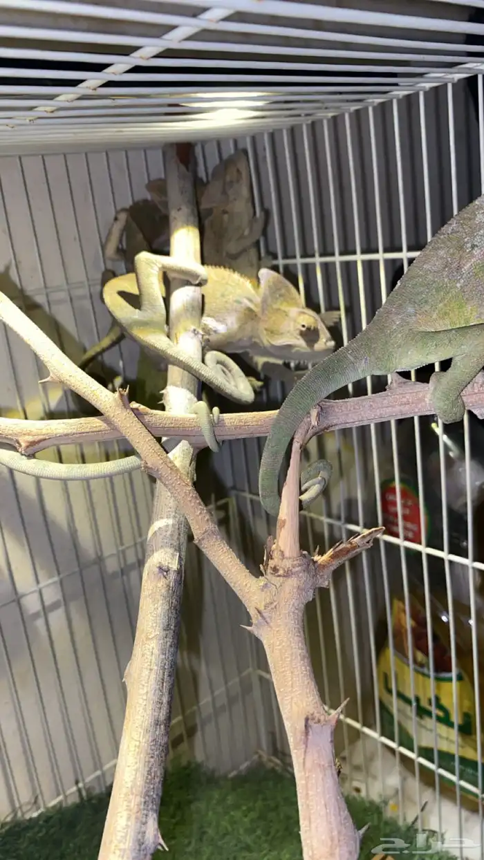 حرباء تغير الوان 3