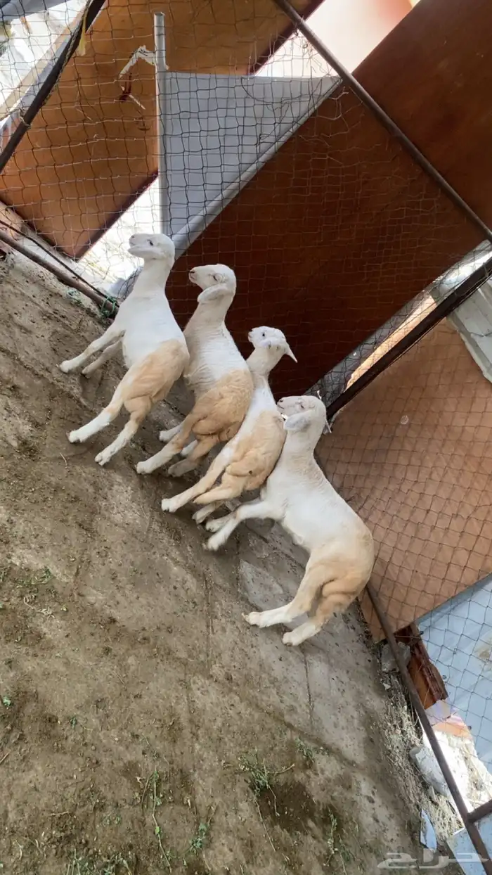 فران حري نضاف 0