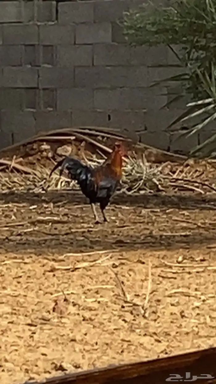 دجاجه على شكل ديك 0