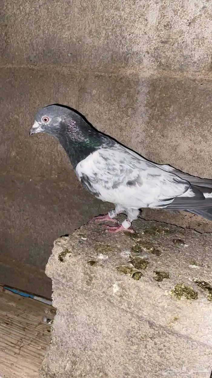 حم ام باكستاني 4