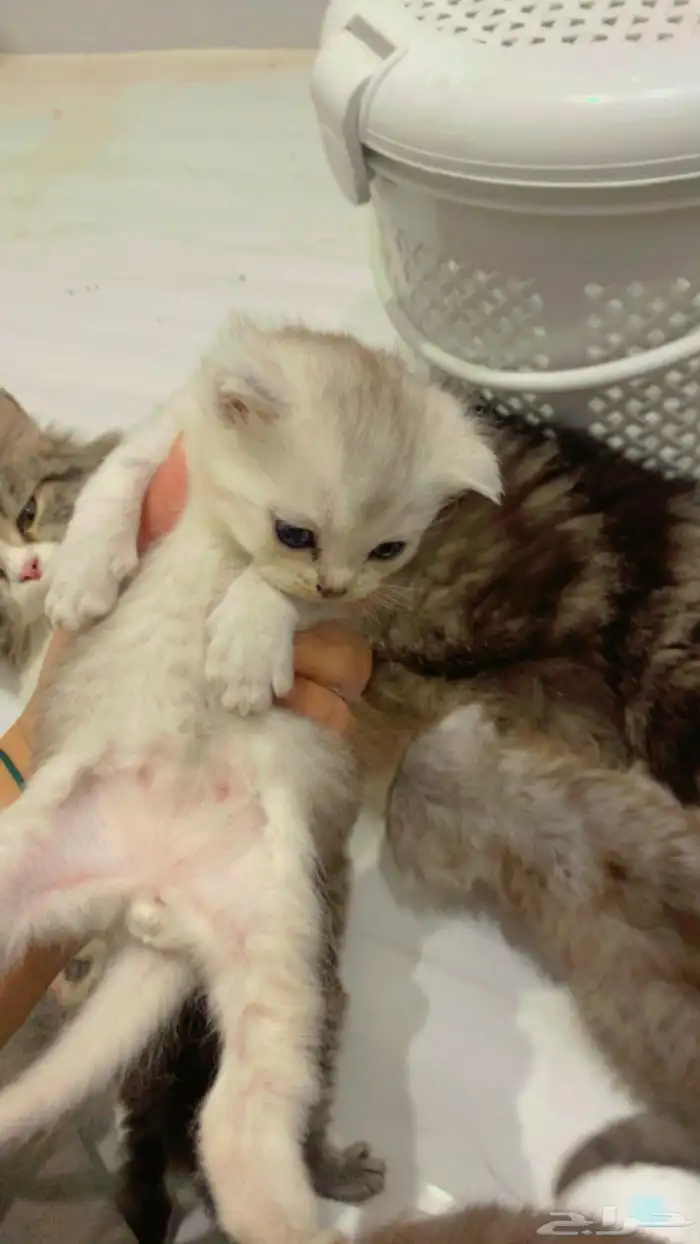 قطه للتبني مع اطفالها 3
