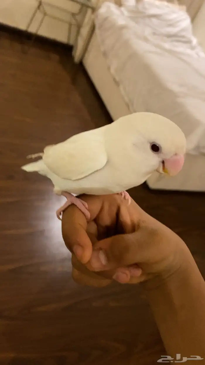 عصفور روز اليف جدا هدد خراجي داخلي 0