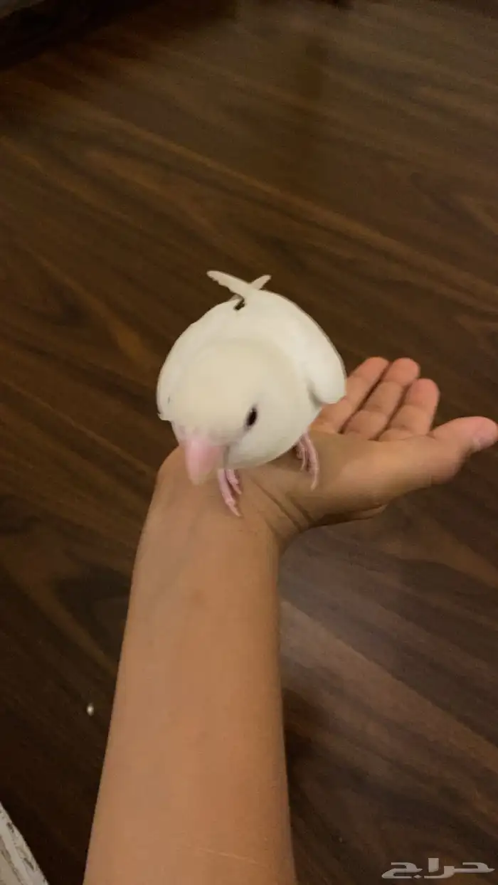 عصفور روز اليف جدا هدد خراجي داخلي 6