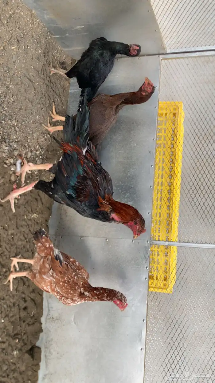 دجاج بكستاني 2