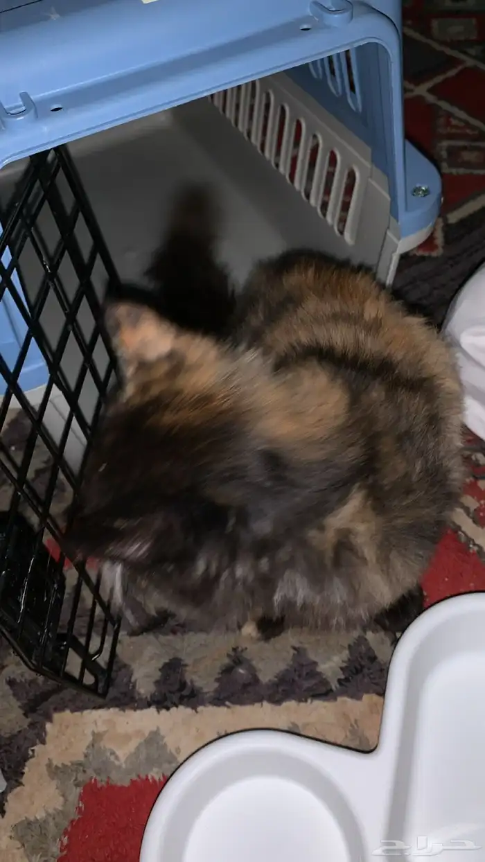 قط للتبني بدون مبلغ 0