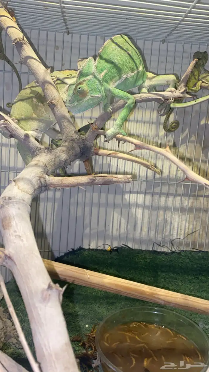 حرباء تغير الوان 4